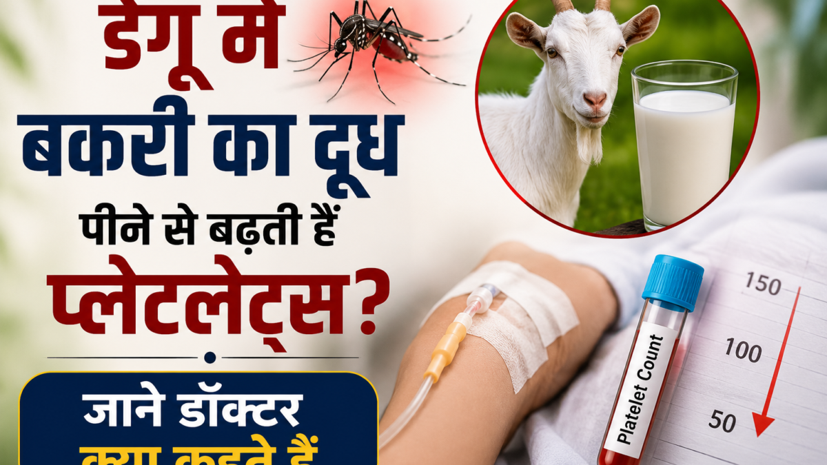 डेंगू में बकरी का दूध पीने से बढ़ती हैं प्लेटलेट्स? जानें डॉक्टर क्या कहते हैं