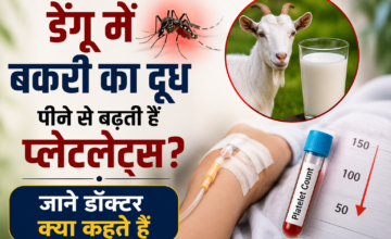 डेंगू में बकरी का दूध पीने से बढ़ती हैं प्लेटलेट्स? जानें डॉक्टर क्या कहते हैं