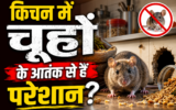 किचन में चूहों के आतंक से हैं परेशान? इन आसान उपायों से करें घर से दूर