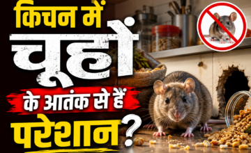 किचन में चूहों के आतंक से हैं परेशान? इन आसान उपायों से करें घर से दूर