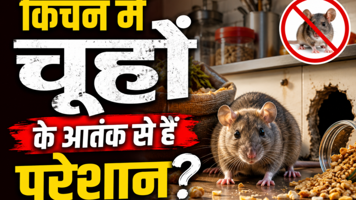 किचन में चूहों के आतंक से हैं परेशान? इन आसान उपायों से करें घर से दूर