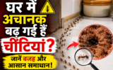 घर में अचानक बढ़ गई हैं चींटियां? सिर्फ रास्ता साफ करने से नहीं होगा काम, ऐसे ढूंढें उनका ठिकाना