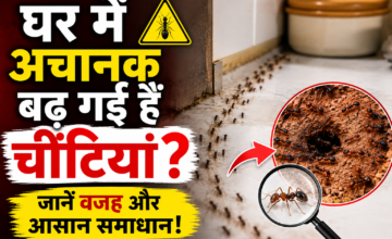 घर में अचानक बढ़ गई हैं चींटियां? सिर्फ रास्ता साफ करने से नहीं होगा काम, ऐसे ढूंढें उनका ठिकाना