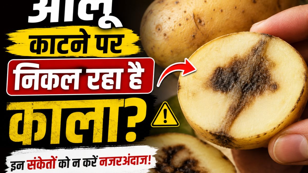 आलू खरीदते समय इन 7 संकेतों को न करें नजरअंदाज, वरना घर लाकर पछताएंगे