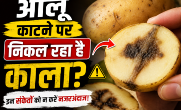 आलू खरीदते समय इन 7 संकेतों को न करें नजरअंदाज, वरना घर लाकर पछताएंगे