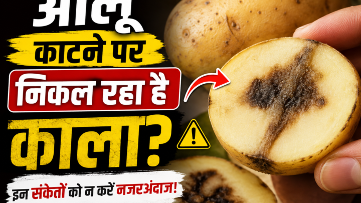 आलू खरीदते समय इन 7 संकेतों को न करें नजरअंदाज, वरना घर लाकर पछताएंगे