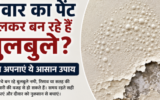 पेंट में छोटे-छोटे बुलबुले दिखें तो न करें नजरअंदाज, नमी या पानी का रिसाव हो सकता है कारण