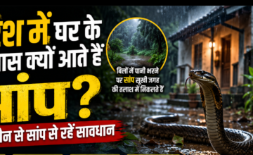 बारिश में घर के आसपास क्यों आते हैं सांप? जानें कौन से सांप से रहें सावधान