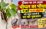 दीवार पर उग आया पीपल का पौधा न करें नजरअंदाज, जड़ें पहुंचा सकती हैं घर को नुकसान