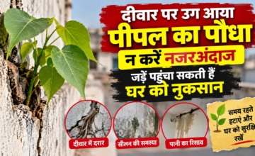दीवार पर उग आया पीपल का पौधा न करें नजरअंदाज, जड़ें पहुंचा सकती हैं घर को नुकसान