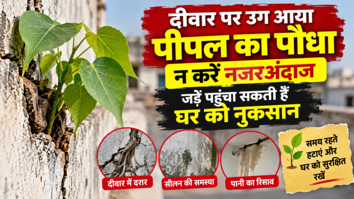 दीवार पर उग आया पीपल का पौधा न करें नजरअंदाज, जड़ें पहुंचा सकती हैं घर को नुकसान