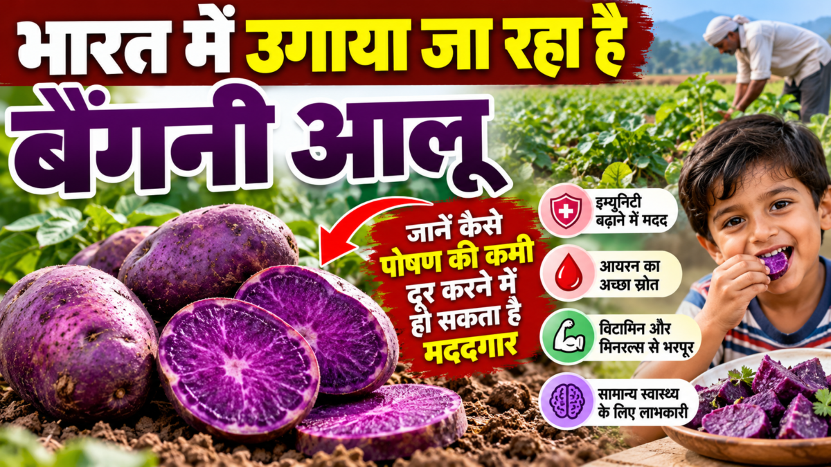 भारत में उगाया जा रहा है बैंगनी आलू, जानें कैसे पोषण की कमी दूर करने में हो सकता है मददगार