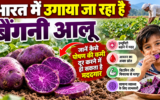 भारत में उगाया जा रहा है बैंगनी आलू, जानें कैसे पोषण की कमी दूर करने में हो सकता है मददगार