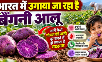 भारत में उगाया जा रहा है बैंगनी आलू, जानें कैसे पोषण की कमी दूर करने में हो सकता है मददगार